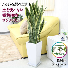 【いろいろ選べる！】空気を浄化するといわれているサンスベリアのホワイト鉢 7号+お皿付き 1鉢｜陶器鉢かプラスチック鉢と土にのせる化粧の材料を選べます。