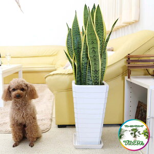 C򉻂ƂĂTXxÃzCg픫 7 G^Cv +퐻 MtbϗtA A u[~OXP[v