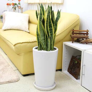 C򉻂ƂĂTXxÃzCg픫 8 ی`b^TCY̊ϗtAbϗtA A u[~OXP[v