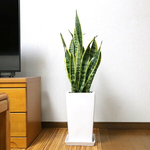 C򉻂ƂĂ傫߃TXxÃzCgXNGA픫 8 Xg[g y̕\ʁF|YbϗtA A u[~OXP[v