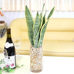 土を使わない観葉植物 ゼオライト植え・空気も浄化すると言われているサンスベリア・シリンダーガラス容器植え「ミディアムサイズ・ハイドロカルチャー・水耕栽培」|ブルーミングスケ