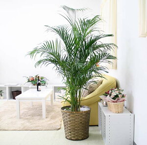 AJV 10 Pi iMtEJo[Ȃjy̕\ʁFEbh`bvbϗtA u[~OXP[v