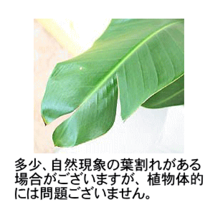 楽天市場】ストレリチア（ストレチア）・オーガスタ 8号 「3株