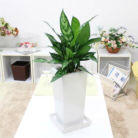 楽天市場 映画 レオン 観葉植物の通販