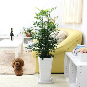 観葉植物 ゲッキツ シルクジャスミン スクエア陶器入り 室内用 インテリア おしゃれ St 観葉植物の専門店 彩植健美 通販 フラワーコーポレーション観葉植物 シルクジャスミン ゲッキツ ロングスクエア陶器鉢植え 7号 おしゃれ お祝い Zahnarzt Franz De 観葉植物 ゲッキツ シルクジャスミン スクエア陶器入り 室内用 インテリア おしゃれ St 観葉植物の専門店 彩植健美 通販 フラワーコーポレーション観葉植物 シルクジャスミン ゲッキツ ロングスクエア陶器鉢植え 7号 おしゃれ お祝い Zahnarzt Franz De