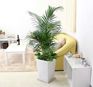 ポトス 寄せ植え 観葉植物の通販 価格比較 価格 Com