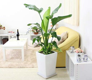 썑̂₳`Xg`AiXg`AjEI[KX^ 9 񂹐A+zCgO픫yu[~OXP[vz