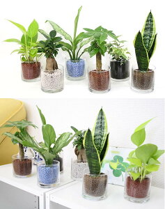 すべての美しい花の画像 最新観葉 植物 ガラス すべての美しい花の画像 最新観葉 植物 ガラス