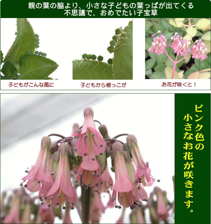 楽天市場 子宝草 苗 プチ栽培セット ホワイト鉢タイプ 天然水晶付き アンプル1本付き 小型サイズの観葉植物 ブルーミングスケープ 楽天市場 子宝草 苗 プチ栽培セット ホワイト鉢タイプ 天然水晶付き アンプル1本付き 小型サイズの観葉植物 ブルーミングスケープ
