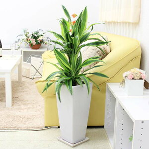 観葉植物 7号 ドラセナの人気商品 通販 価格比較 価格 Com