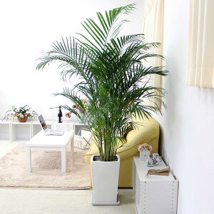 AJV 10+XNGAzCg픫uXg[gvbϗtA u[~OXP[v