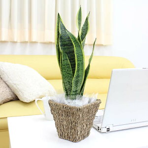 C򉻂ƂĂTXxA 4 XNGAoXPbgJo[ G^CvbϗtA u[~OXP[v