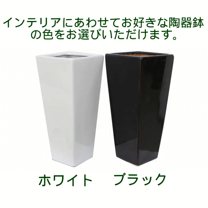 楽天市場】選べるスクエア陶器鉢 9号 Zタイプ（陶器鉢のみ）（＋