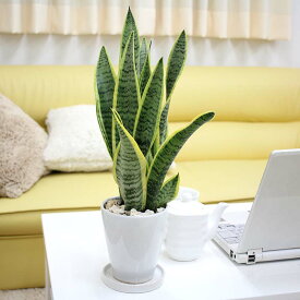 空気を浄化するといわれているサンスベリア・ホワイト陶器鉢 丸ロング 【土の表面：化粧石】｜観葉植物 多肉植物 ブルーミングスケープ