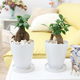 楽天市場 バオバブの木 観葉植物の通販