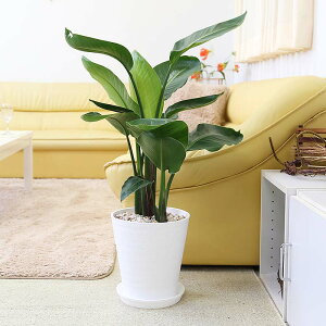 썑̂₳`Xg`AiXg`AjEI[KX^ 8 3A IׂZA[gbϗtA u[~OXP[v