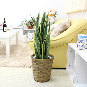 TXxA 7 oXPbgJo[ y̕\ʁFEbh`bvbϗtA A u[~OXP[v