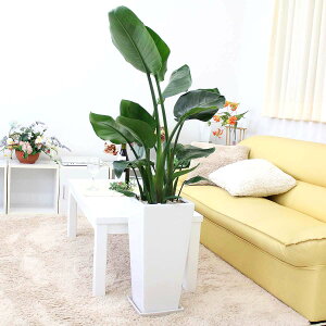 Xg`AiXg`AjEI[KX^ 9+Iׂ铩픫 Z^Cvi 1`1.2mj3A y̕\ʁFϐ΁bϗtA u[~OXP[v