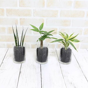 観葉植物 炭の人気商品 通販 価格比較 価格 Com
