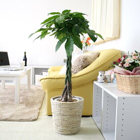 パキラ 7号+ホワイトバスケット鉢カバー｜中型サイズの観葉植物