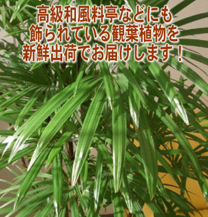 楽天市場】シュロ竹（シュロチク） 10号+バスケット鉢カバー 土の表面