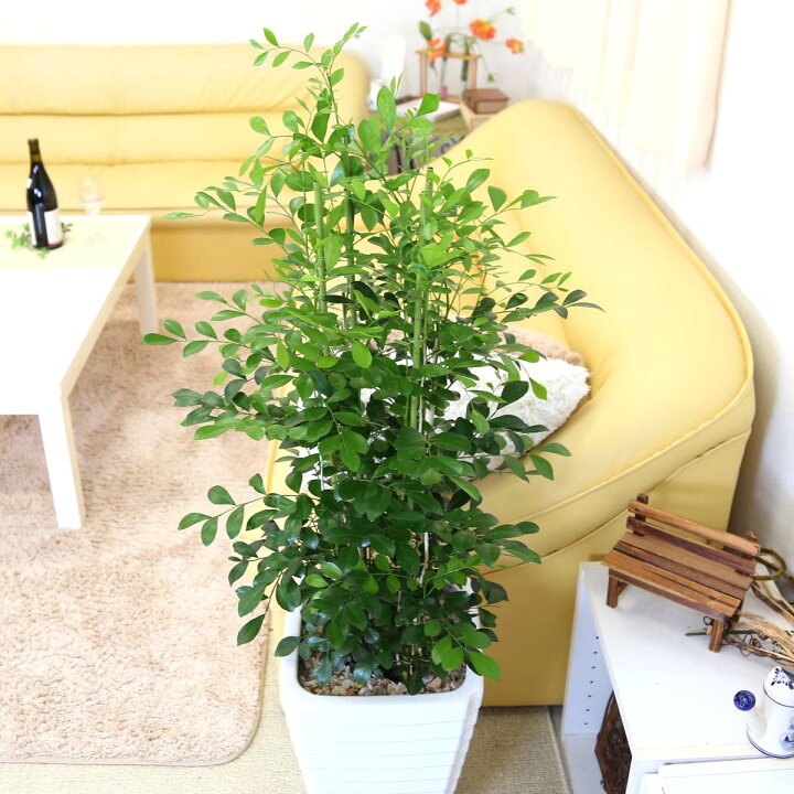 楽天市場 シルクジャスミン 8号 ホワイトスクエア陶器鉢 Gタイプ ブルーミングスケープ