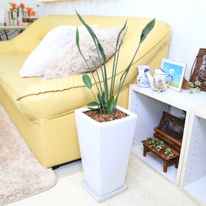 Xg`A m[t 7 zCgXNGA픫 Xg[g y̕\ʁFEbh`bvbϗtA u[~OXP[v