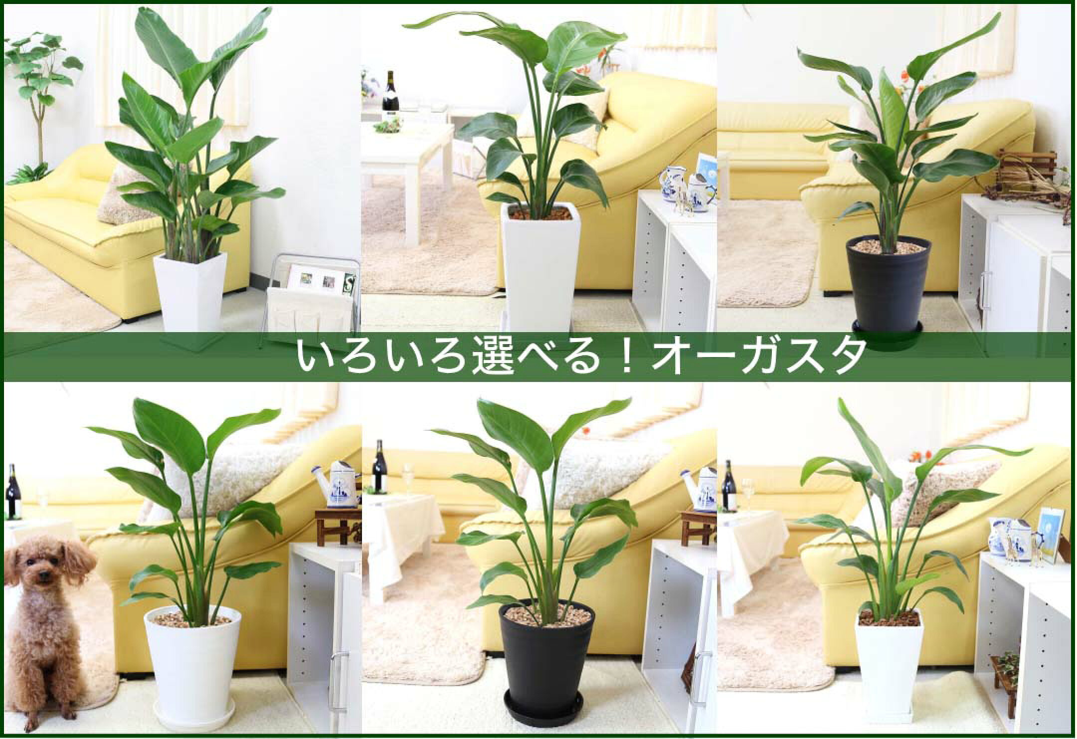 いろいろ選べるオーガスタ！陶器鉢やプラスチック鉢など！