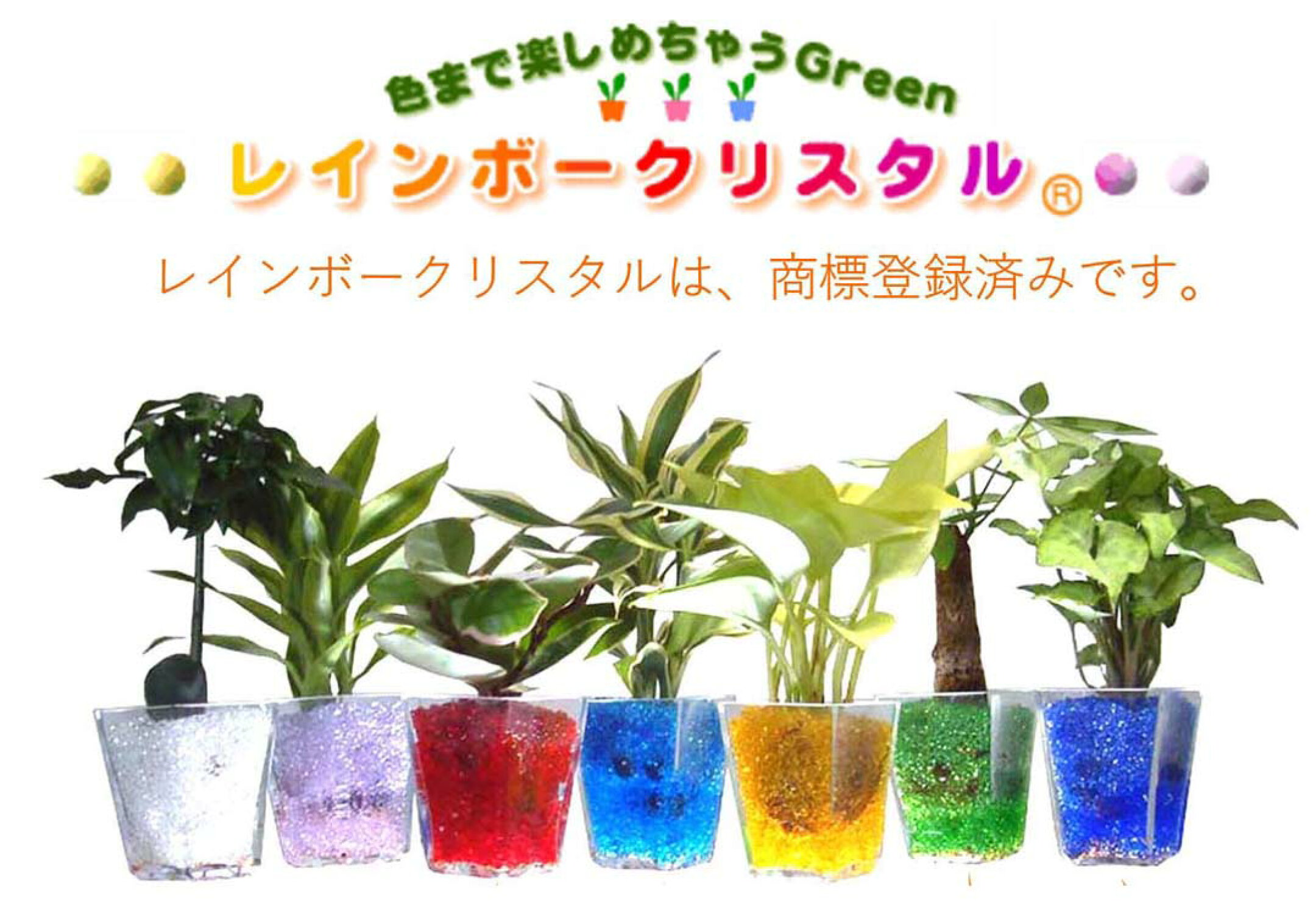 色まで楽しめる観葉植物 レインボークリスタル 2鉢セット