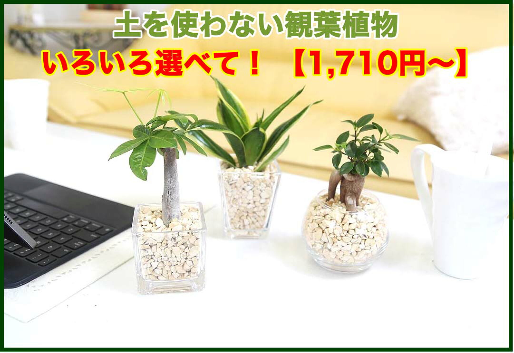 土を使っていないミニ観葉植物 「キューブ形」 1,710円～