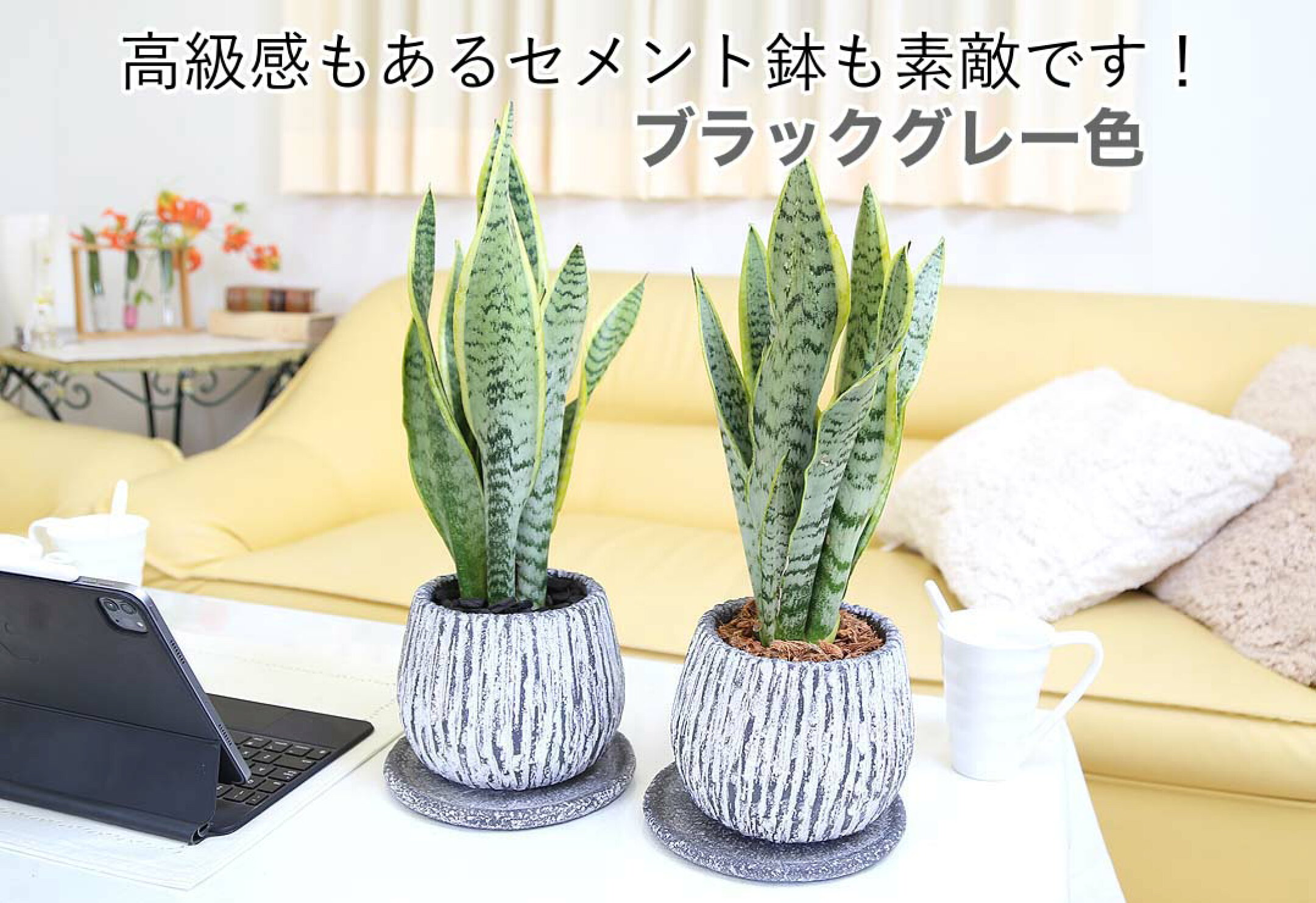 高級感もあるセメント鉢タイプも選択OK！ブラックグレー色