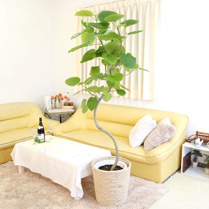 �t�B�J�X �E���x���[�^ 10�� �Ȃ���d���ā{�I�ׂ�o�X�P�b�g���J�o�[ 1�� �y�̕\�ʁF�E�b�h�`�b�v�b�ϗt�A�� �u���[�~���O�X�P�[�v