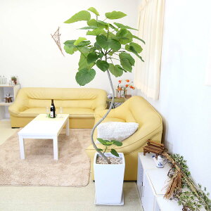 フィカス ウンベラータ 10号 曲がり仕立て ホワイト陶器鉢ストレート 土の表面:化粧石|観葉植物 ブルーミングスケープ