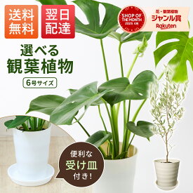【翌日配送】観葉植物 本物 モンステラ オリーブ 6号 鉢付き お手入れ簡単 初心者 開店祝い 引越し祝い 新築祝い ギフト プレゼント 風水 インテリア おしゃれ 室内 屋外 オフィス 玄関
