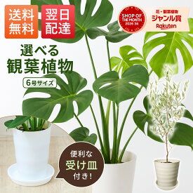 観葉植物 モンステラ オリーブ 6号 インテリア 本物 鉢付き お手入れ簡単 初心者 開店祝い 引越し祝い 新築祝い ギフト プレゼント 風水 インテリア おしゃれ 室内 屋外 オフィス 玄関