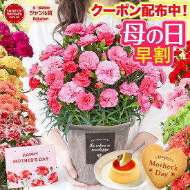 ＼早割／ 母の日 カーネーション 鉢植え 5号 花とスイーツ お菓子 鉢カバー付き 希少 鉢花 おしゃれ お花 ギフト 送料無料 和菓子 メッセージカード付き 人気 おしゃれ 60代 70代 義母 ははの日 2026