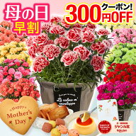 ＼早割／ 母の日 カーネーション 鉢植え 5号 花とスイーツ お菓子 鉢カバー付き 希少 鉢花 おしゃれ お花…