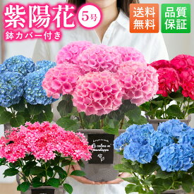 【予約販売】母の日 紫陽花 アジサイ 2026 あじさい 5号 鉢カバー付き 義母 プレゼント 花 ギフト 50代 60代 70代 ははの日 送料無料 母の日カード付き ギフト 母の日プレゼント 実用的 お花 花とお菓子 母の日 花 誕生日プレゼント プレゼント スイーツ 母の日