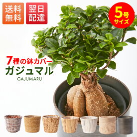 【翌日配送】観葉植物 ガジュマル 5号 ミニ観葉植物 鉢付き 鉢植え 初心者でも育てやすい ギフト 幸運の木 風水 インテリアグリーン オシャレ 結婚式 新築祝い 就職祝い 開業祝い 記念日 引越し祝い