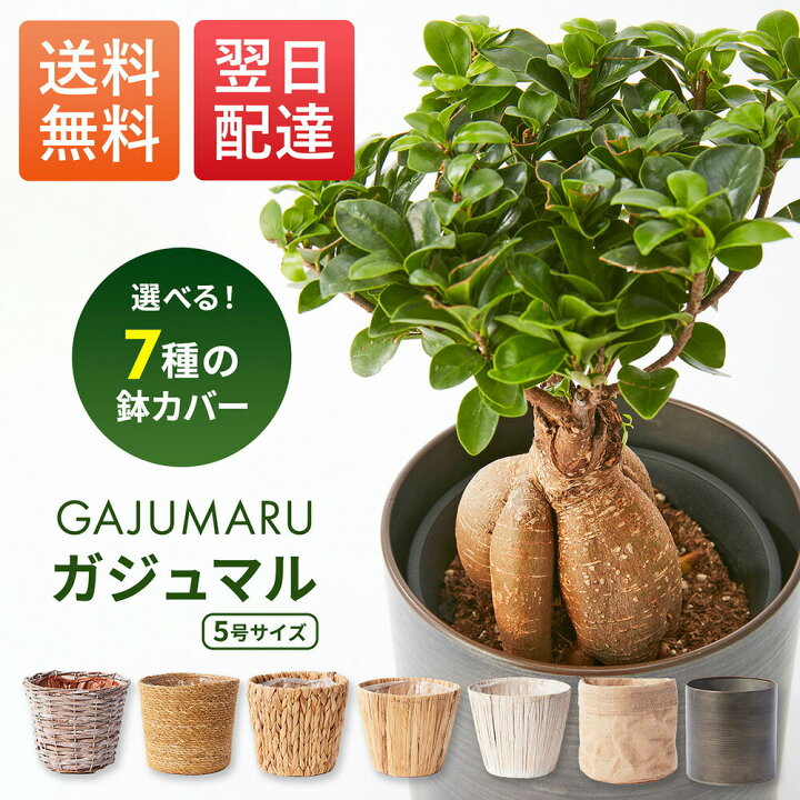 楽天市場】【翌日配送】ガジュマル 5号 ミニ観葉植物 鉢付き 鉢植え 