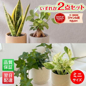 【翌日配送】 観葉植物 ポトス アイビー お試し2点セット 鉢付き 3号 ミニサイズ 幸運の木 風水 インテリア 室内 オシャレ 70代 あす楽 翌日配送 お中元 オフィス 開店祝い 結婚式 新築祝い 就職祝い 開業祝い