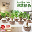 【翌日配送】観葉植物 ハイドロカルチャー ガジュマル パキラ サンスベリア ポトス ミニ 水耕栽培 初心者 ミニサイズ …