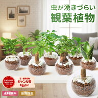 【翌日配送】観葉植物 ハイドロカルチャー ガジュマル パキラ サンスベリア ポトス ミニ 水耕栽培 初心者…