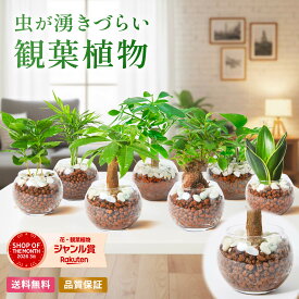 【翌日配送】観葉植物 ハイドロカルチャー ガジュマル パキラ サンスベリア ポトス ミニ 水耕栽培 初心者 ミニサイズ ギフト 玄関 卓上 コーヒーの木 テーブルヤシ インテリア オシャレ 開店祝い 新築祝い 開業祝い 引越し祝い