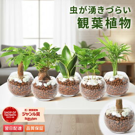【翌日配送】観葉植物 ハイドロカルチャー パキラ ガジュマル ミニ サンスベリア 水耕栽培 初心者 ミニサイズ ギフト 玄関 卓上 コーヒーの木 テーブルヤシ インテリア オシャレ 開店祝い 新築祝い 開業祝い 引越し祝い