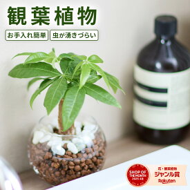 観葉植物 ハイドロカルチャー 水耕栽培 パキラ ガジュマル サンスベリア 初心者 ミニサイズ ギフト 卓上 コーヒーの木 テーブルヤシ インテリア オシャレ 開店祝い 新築祝い 開業祝い 引越し祝い ブルーミー(bloomee)