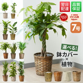 【翌日配送】 観葉植物 7号 本物 パキラ ガジュマル サンスベリア ドラセナ インテリア 室内 おしゃれ 開店祝い 新築祝い 開業祝い 引越し祝い 新築祝い お祝い ギフト