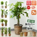 【翌日配送 品質保証】観葉植物 7号 初心者向け パキラ ドラセナ 鉢 本物 ベンジャミン サンスベリア ポトス ユッカ オーガスタ サンセベリア ベンガレンシス 幸運の木 ガジュマル インテリア オシャレ 開店祝い 新築祝い 開業祝い 引越し祝い ブルーミー (bloomee)