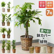 【翌日配送】 観葉植物 7号 本物 パキラ ガジュマル サンスベリア ドラセナ インテリア 室内 おしゃれ 開…