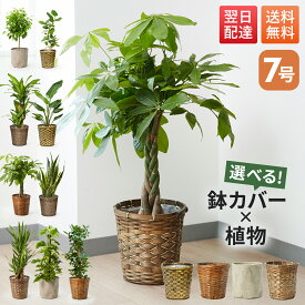 【翌日配送】観葉植物 7号 本物 パキラ ガジュマル サンスベリア ドラセナ インテリア 室内 おしゃれ 開店祝い 新築祝い 開業祝い 引越し祝い 新築祝い お祝い ギフト